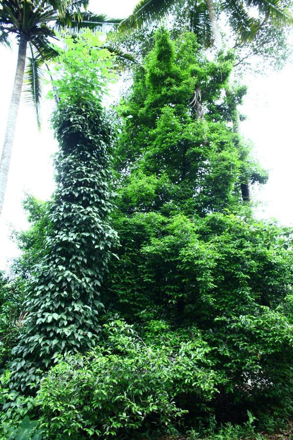 Hill Rock Apartment Idukki Luaran gambar
